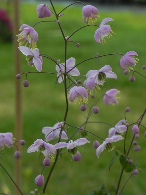 Thalictrum delavayi