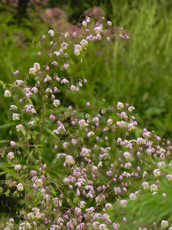 Thalictrum delavayi