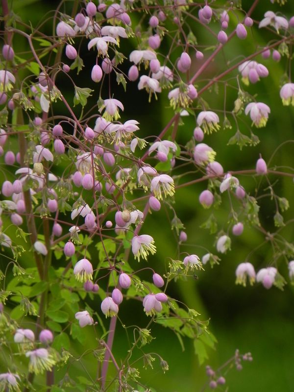 Thalictrum delavayi