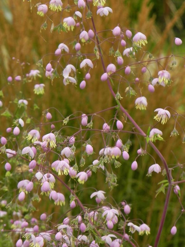 Thalictrum delavayi