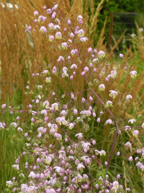 Thalictrum delavayi