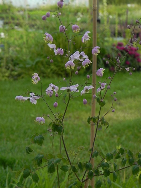 Thalictrum delavayi
