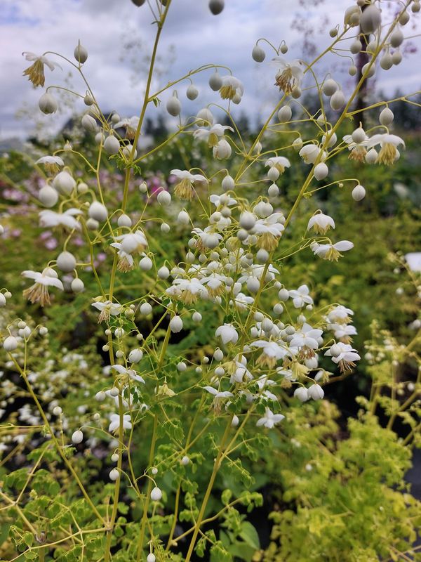 Thalictrum delavayi ‘Album’