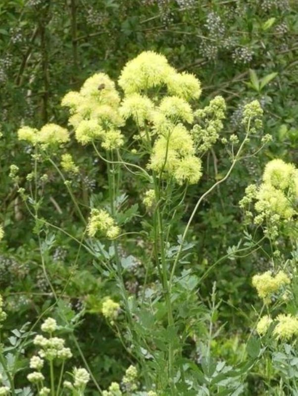 Thalictrum flavum ‘ssp. glaucum’
