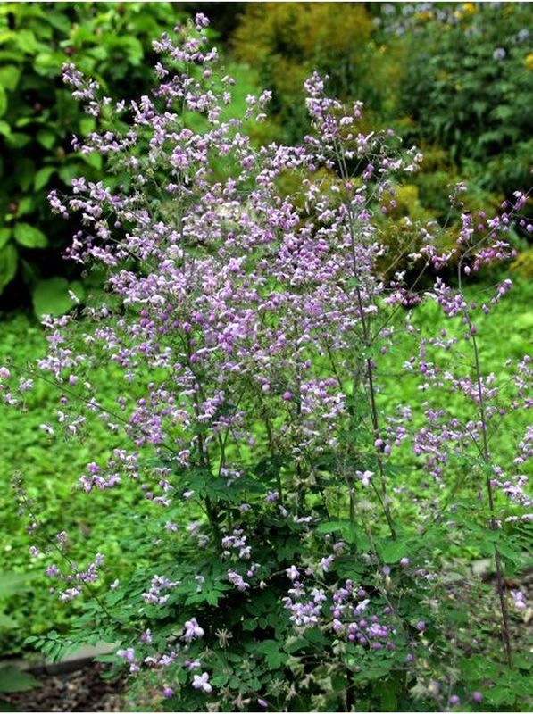 Thalictrum rochebruneanum