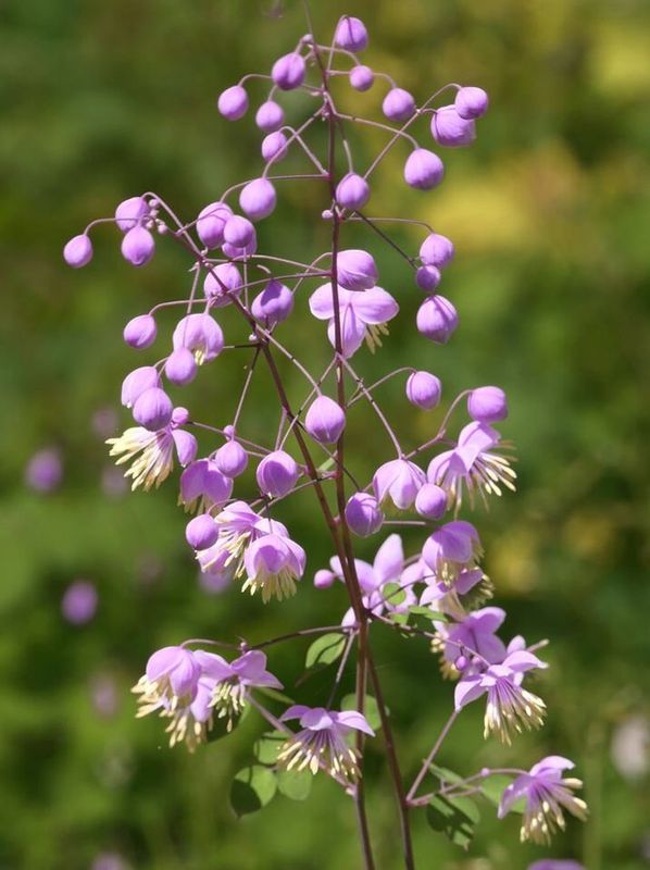 Thalictrum rochebruneanum ‘var. grandisepalum’