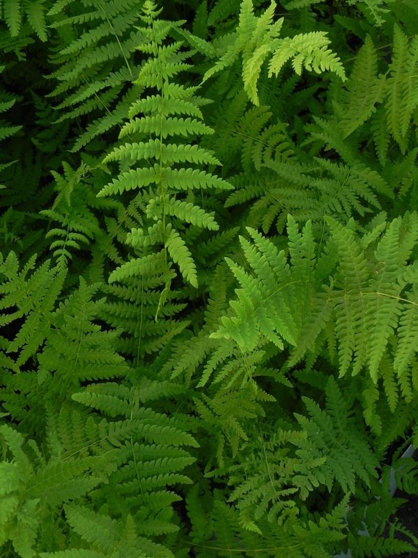 Thelypteris palustris