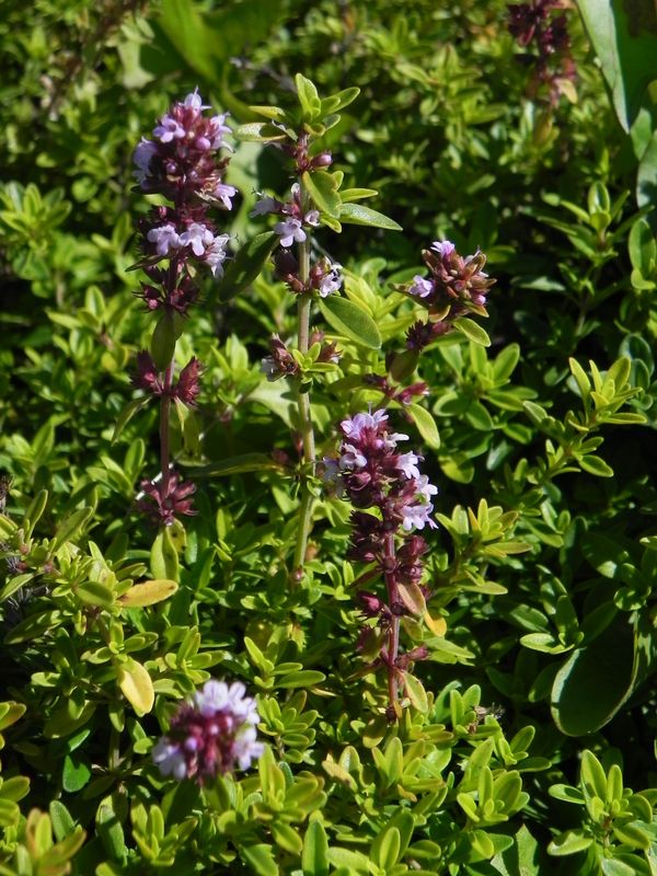 Thymus x citriodorus ‘Golden Duwarsky’