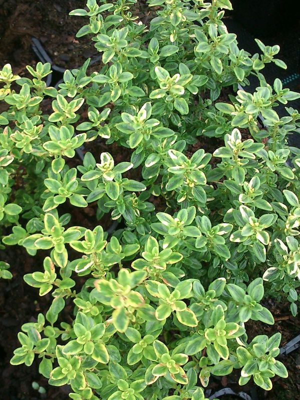 Thymus x citriodorus ‘Lemon Variegated’