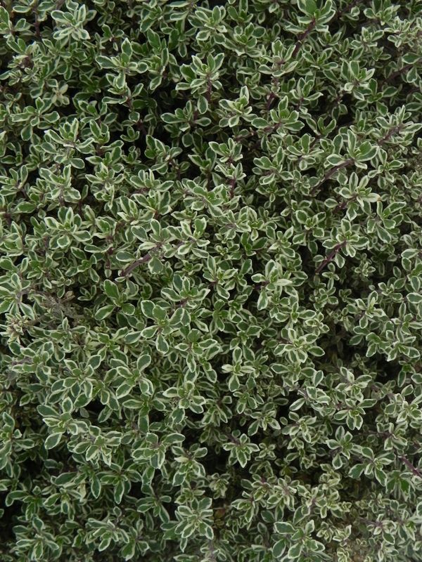 Thymus x citriodorus ‘Silver Queen’