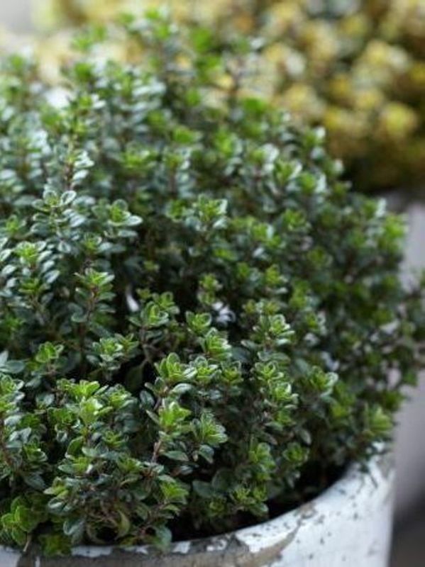 Thymus x citriodorus ‘Lemon’