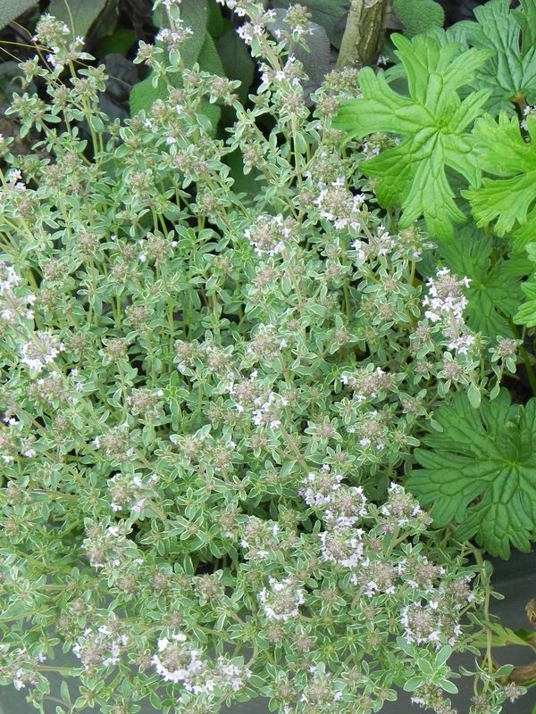 Thymus x citriodorus ‘Silver King’