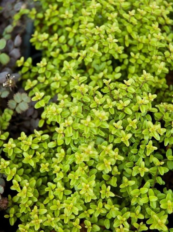 Thymus x citriodorus ‘Aureus’