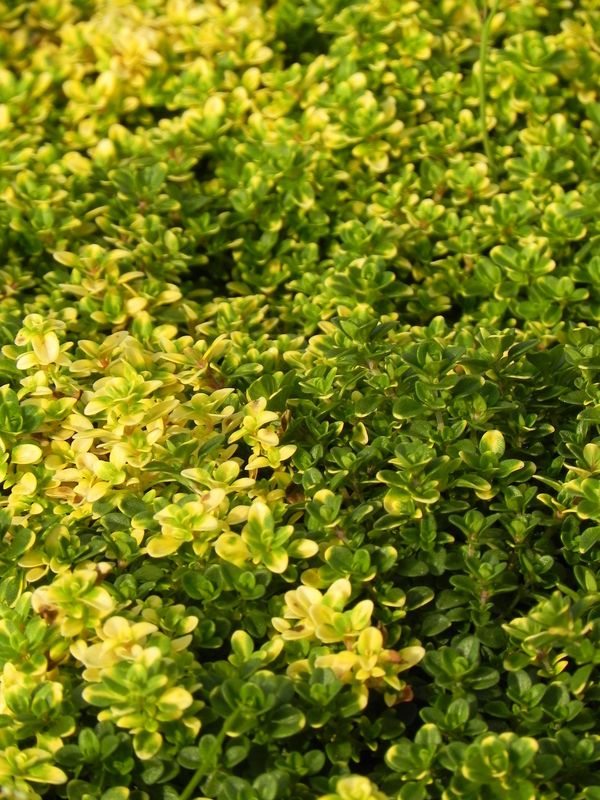 Thymus x citriodorus ‘Doone Valley’
