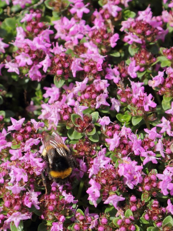 Thymus praecox