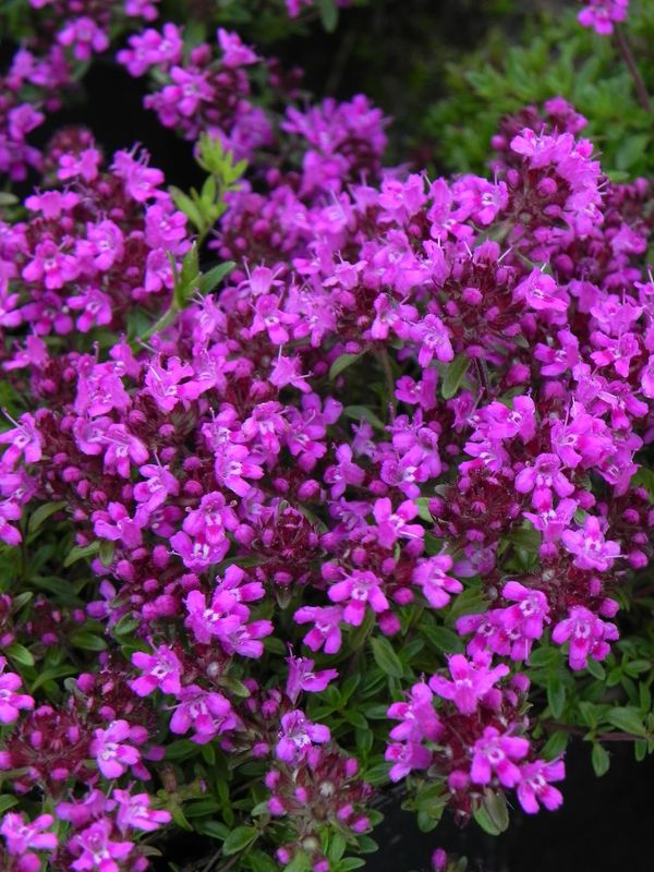 Thymus praecox ‘Red Carpet’