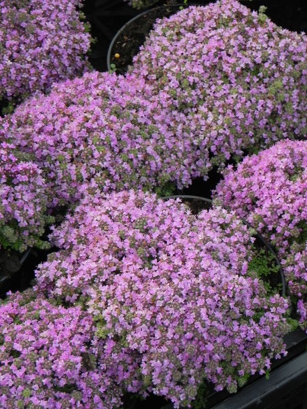 Thymus praecox ‘Minor’