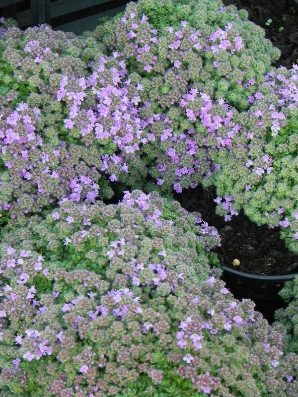 Thymus praecox ‘Minor’