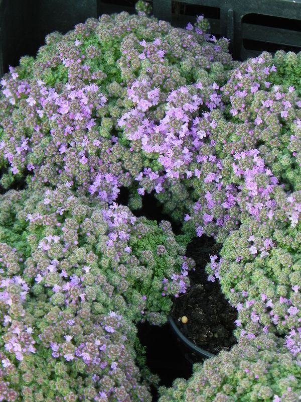 Thymus praecox ‘Minor’