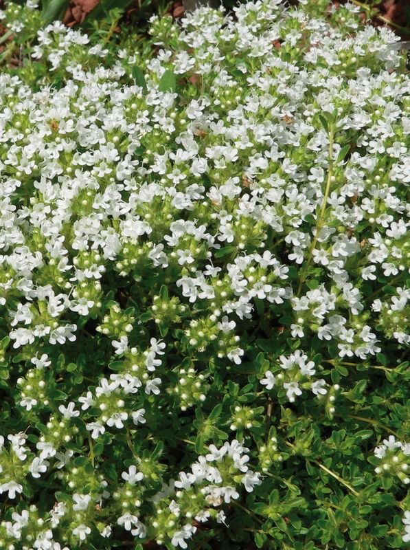 Thymus praecox ‘Albiflorus’