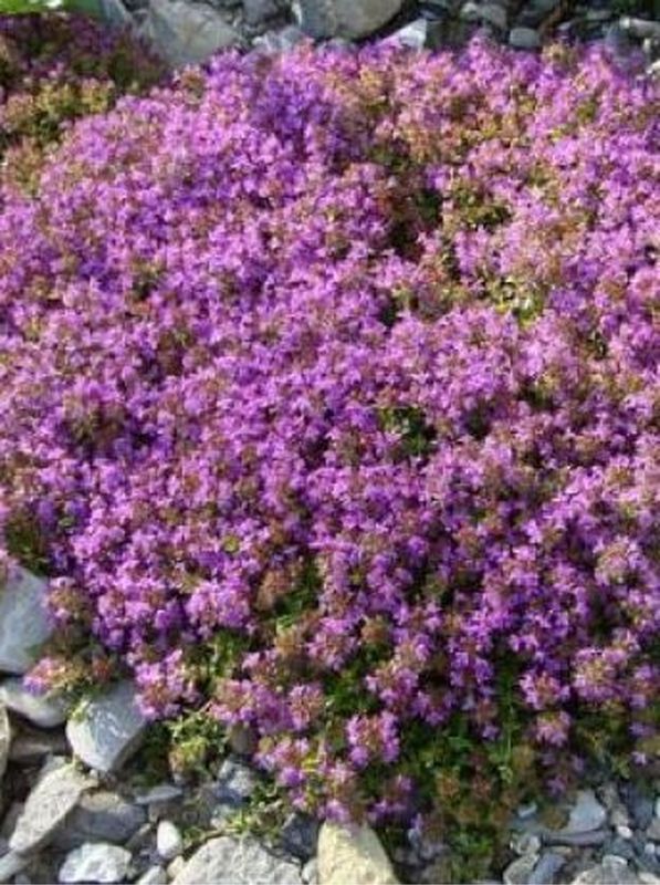 Thymus rotundifolius ‘Purpurteppich’