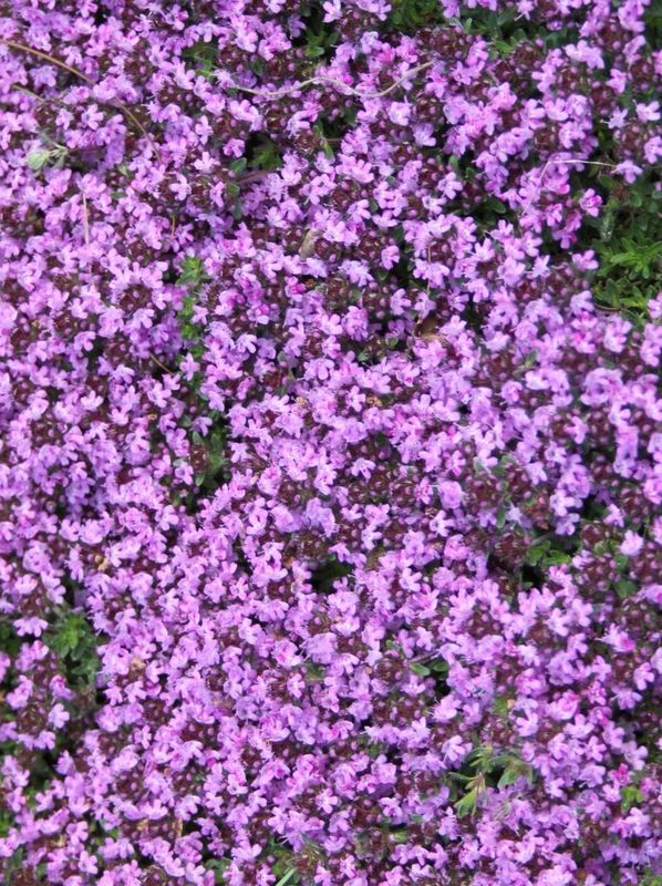 Thymus serpyllum