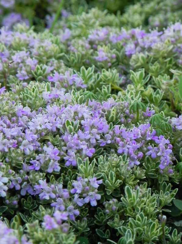 Thymus serpyllum ‘Highland Cream’