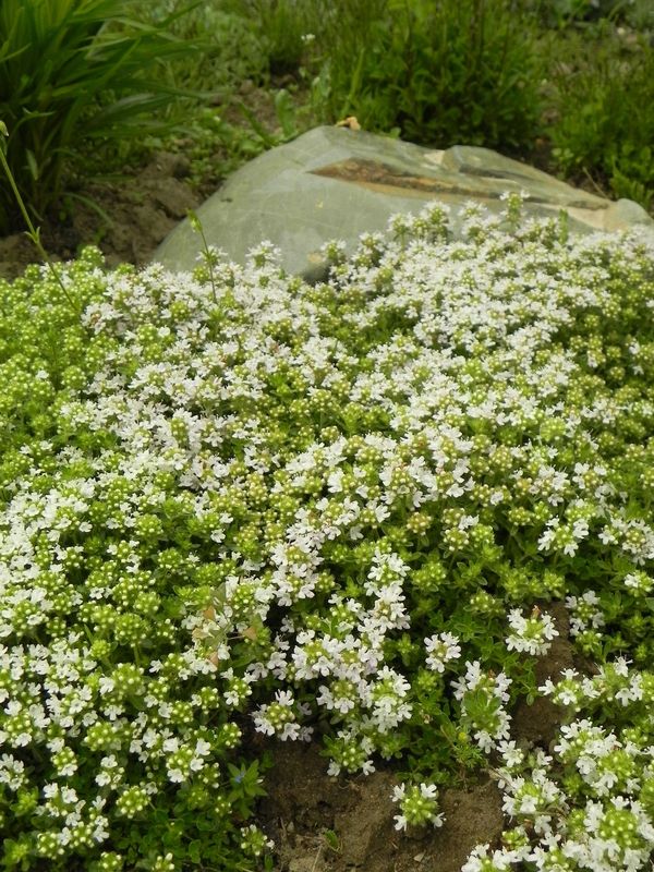 Thymus serpyllum ‘Albus’
