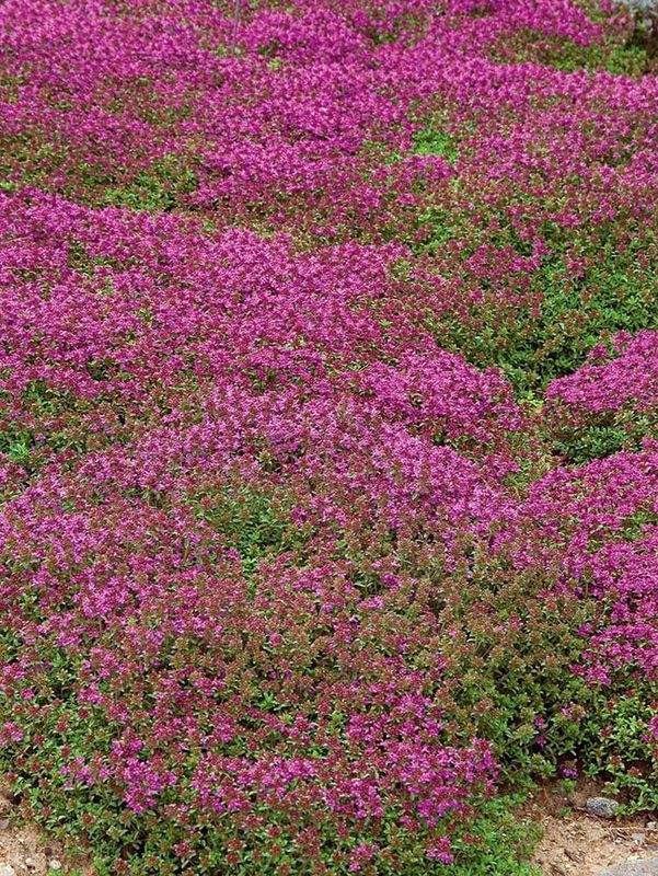 Thymus serpyllum ‘Coccineus’