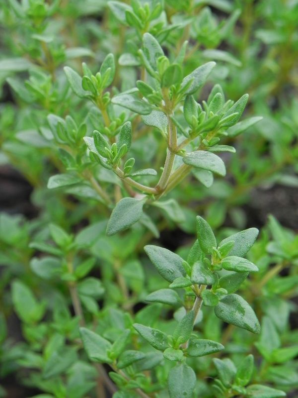 Thymus vulgaris