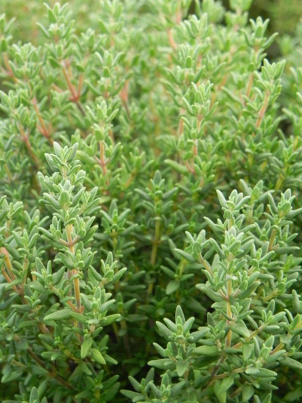 Thymus vulgaris ‘Compactum’