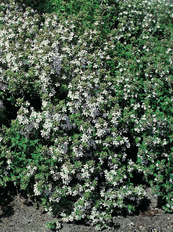 Thymus vulgaris ‘White’