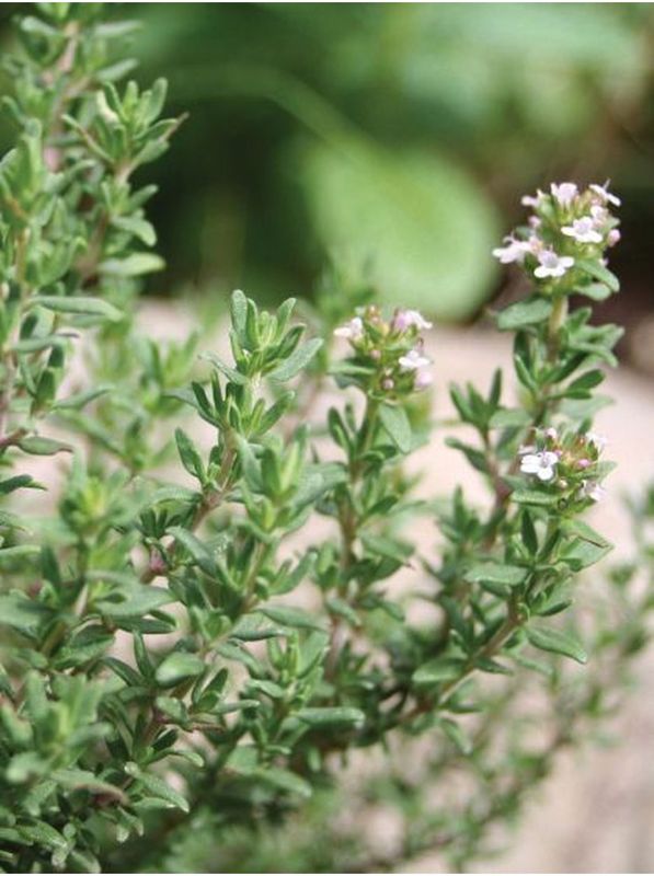 Thymus vulgaris ‘Precompa’