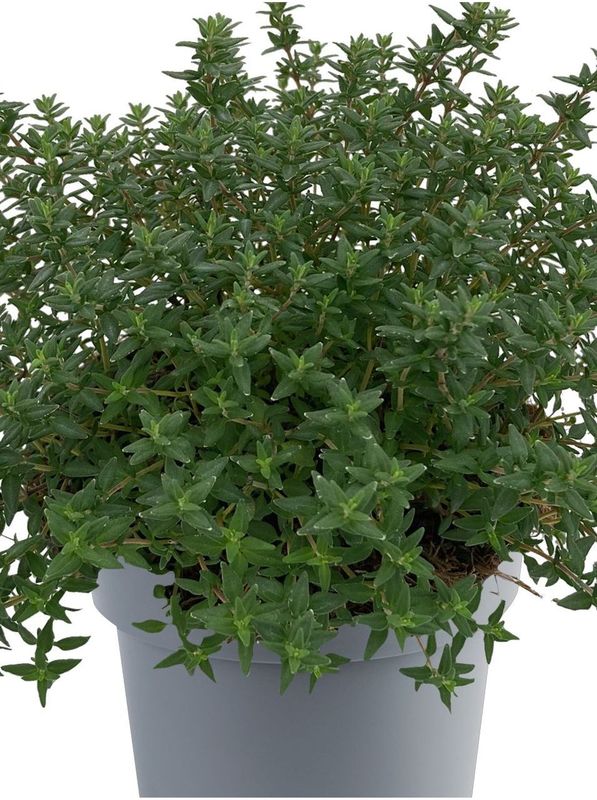 Thymus vulgaris ‘Evergreen Compact’