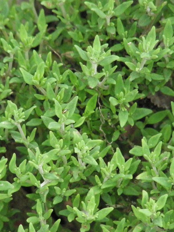 Thymus vulgaris ‘French Summer’
