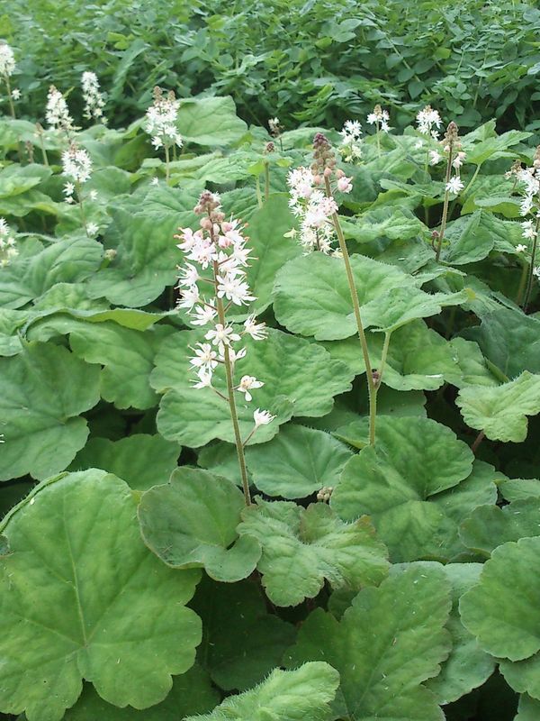 Tiarella wherryi
