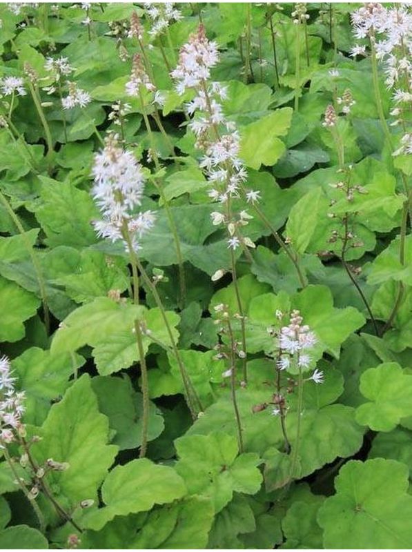 Tiarella wherryi ‘White’