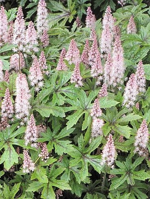 Tiarella x ‘Pink Skyrocket’