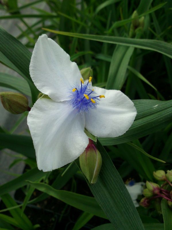 Tradescantia andersoniana ‘Osprey’
