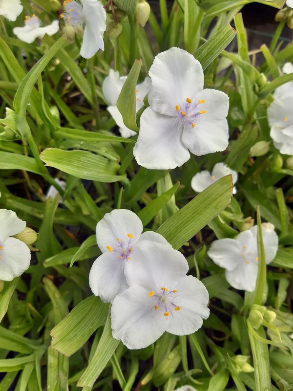 Tradescantia andersoniana ‘Innocence’