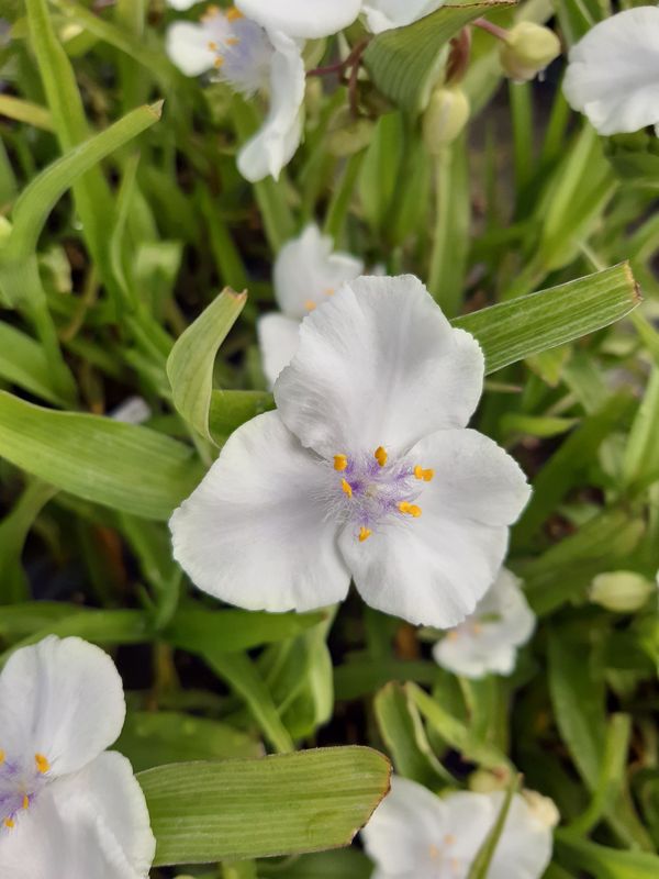 Tradescantia andersoniana ‘Innocence’