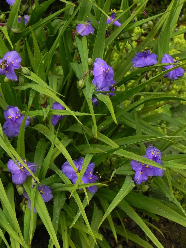 Tradescantia andersoniana ‘Leonora’