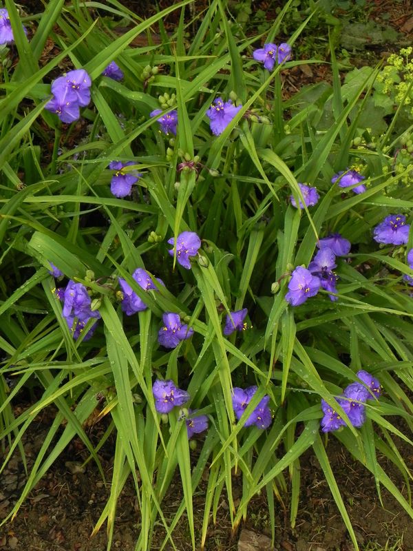 Tradescantia andersoniana ‘Leonora’