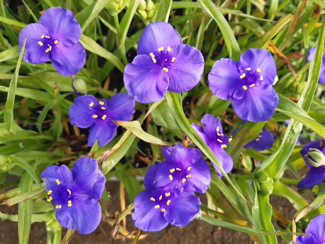 Tradescantia andersoniana ‘Leonora’