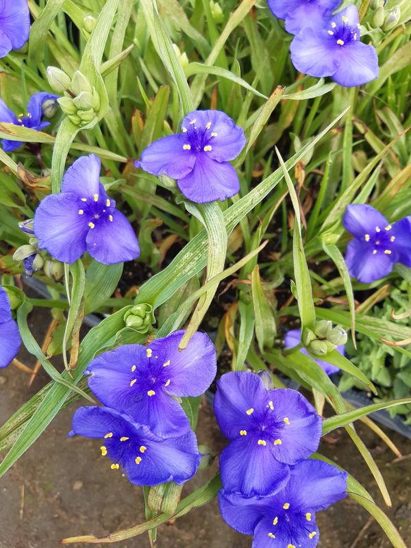 Tradescantia andersoniana ‘Leonora’