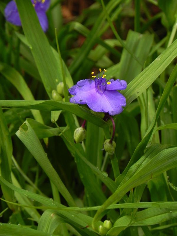 Tradescantia andersoniana ‘Leonora’