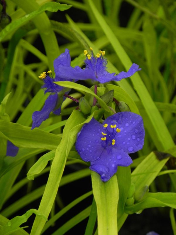 Tradescantia andersoniana ‘Sweet Kate’