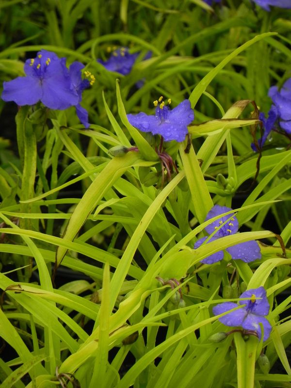Tradescantia andersoniana ‘Sweet Kate’