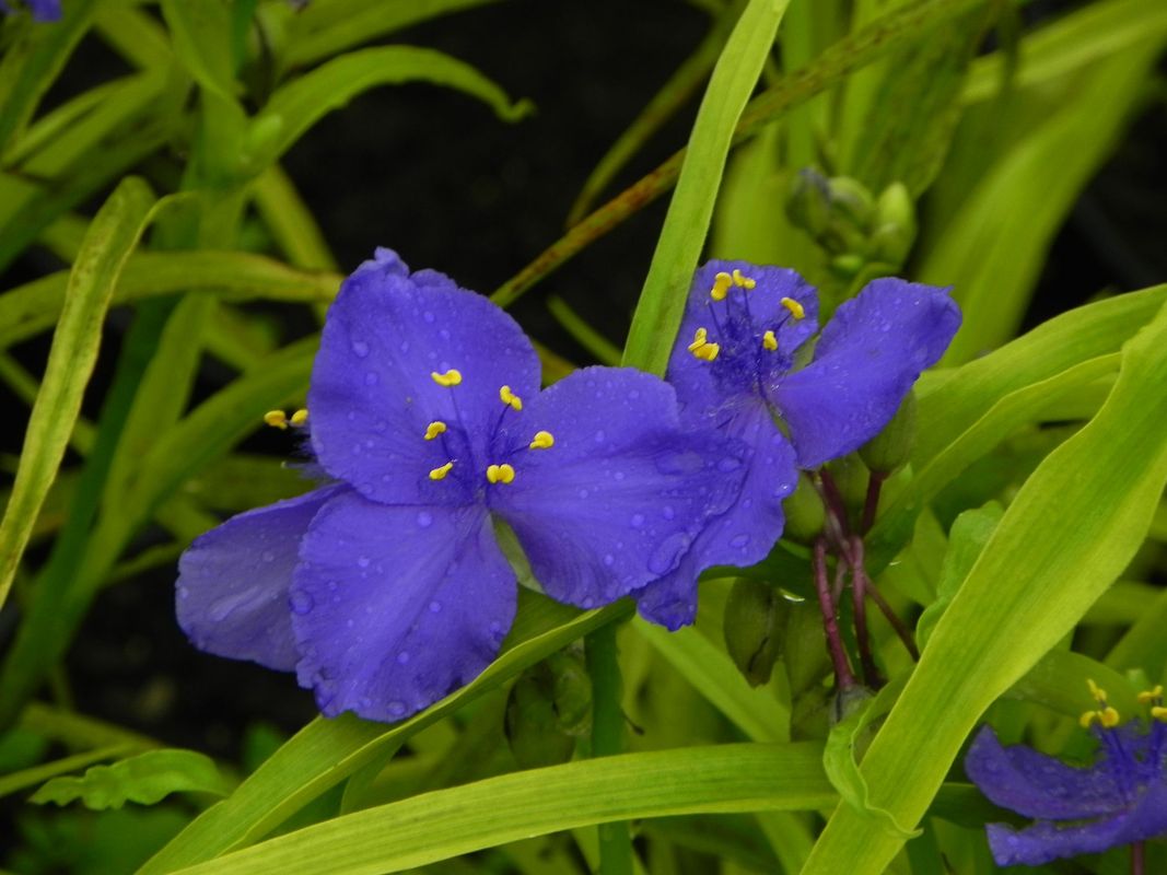 Tradescantia andersoniana ‘Sweet Kate’