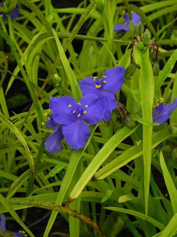 Tradescantia andersoniana ‘Sweet Kate’
